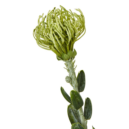 Green Pincushion Protea Spray - Skandi London