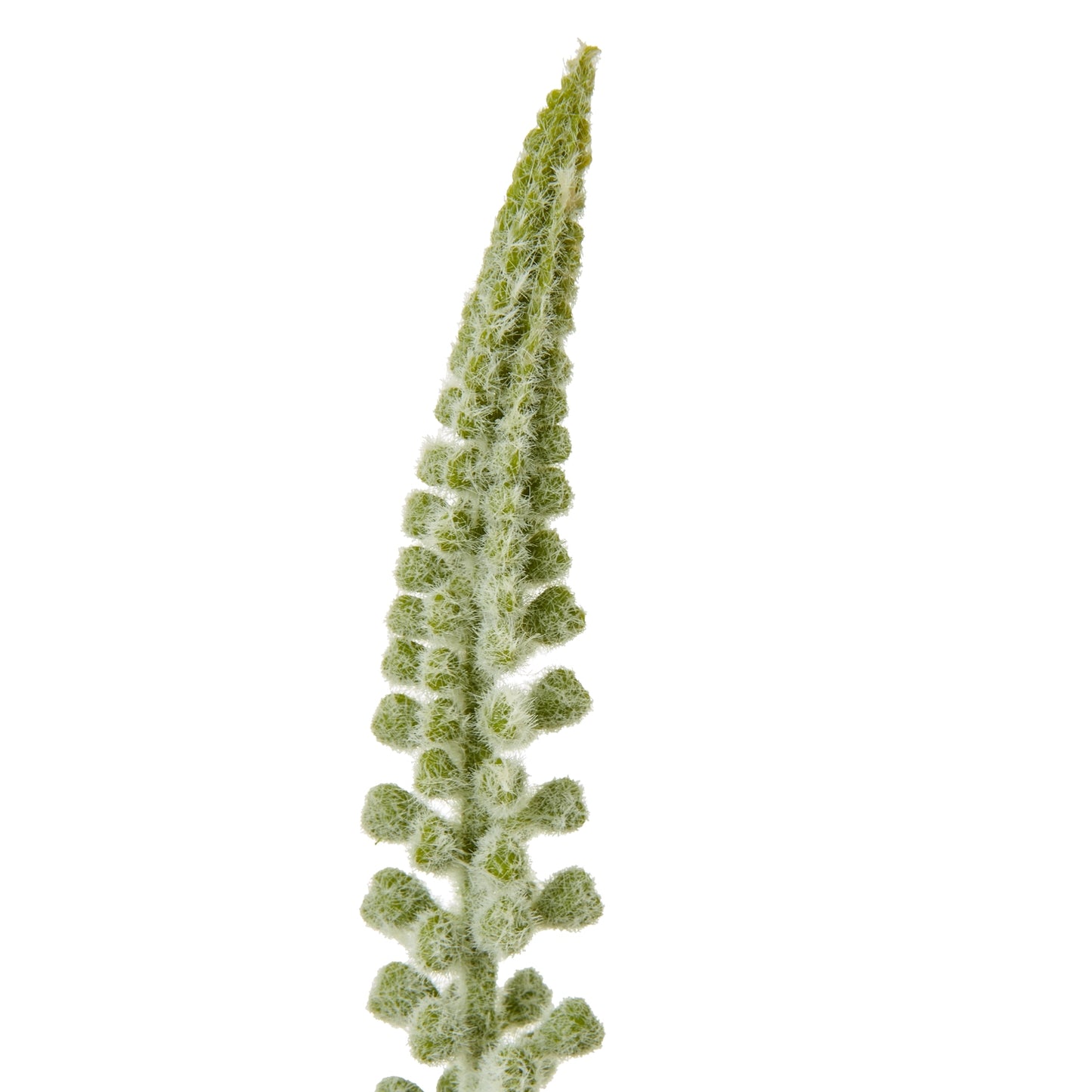 White Eremurus Stem - Skandi London