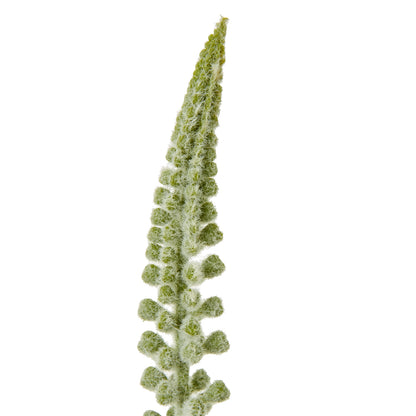 White Eremurus Stem - Skandi London