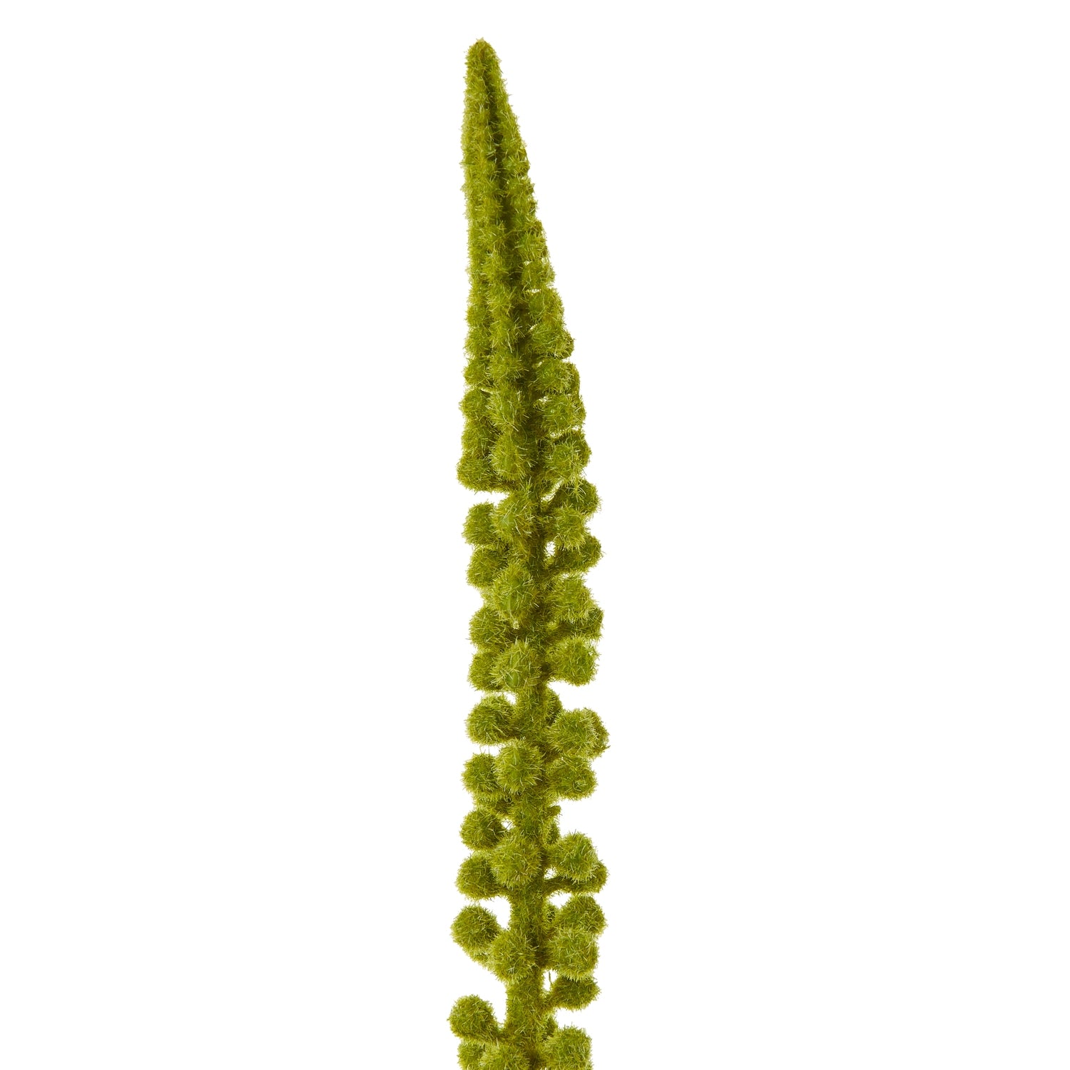 Green Eremurus Stem - Skandi London