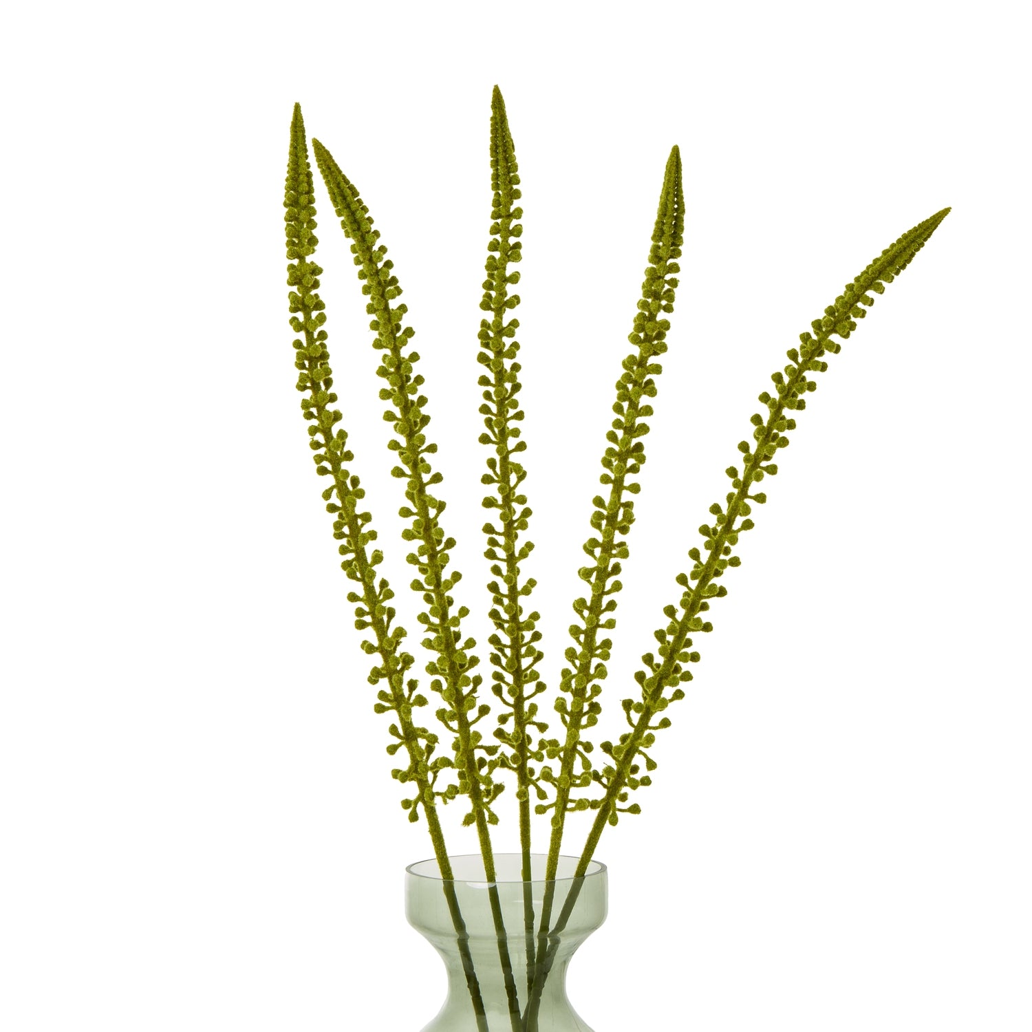 Green Eremurus Stem - Skandi London