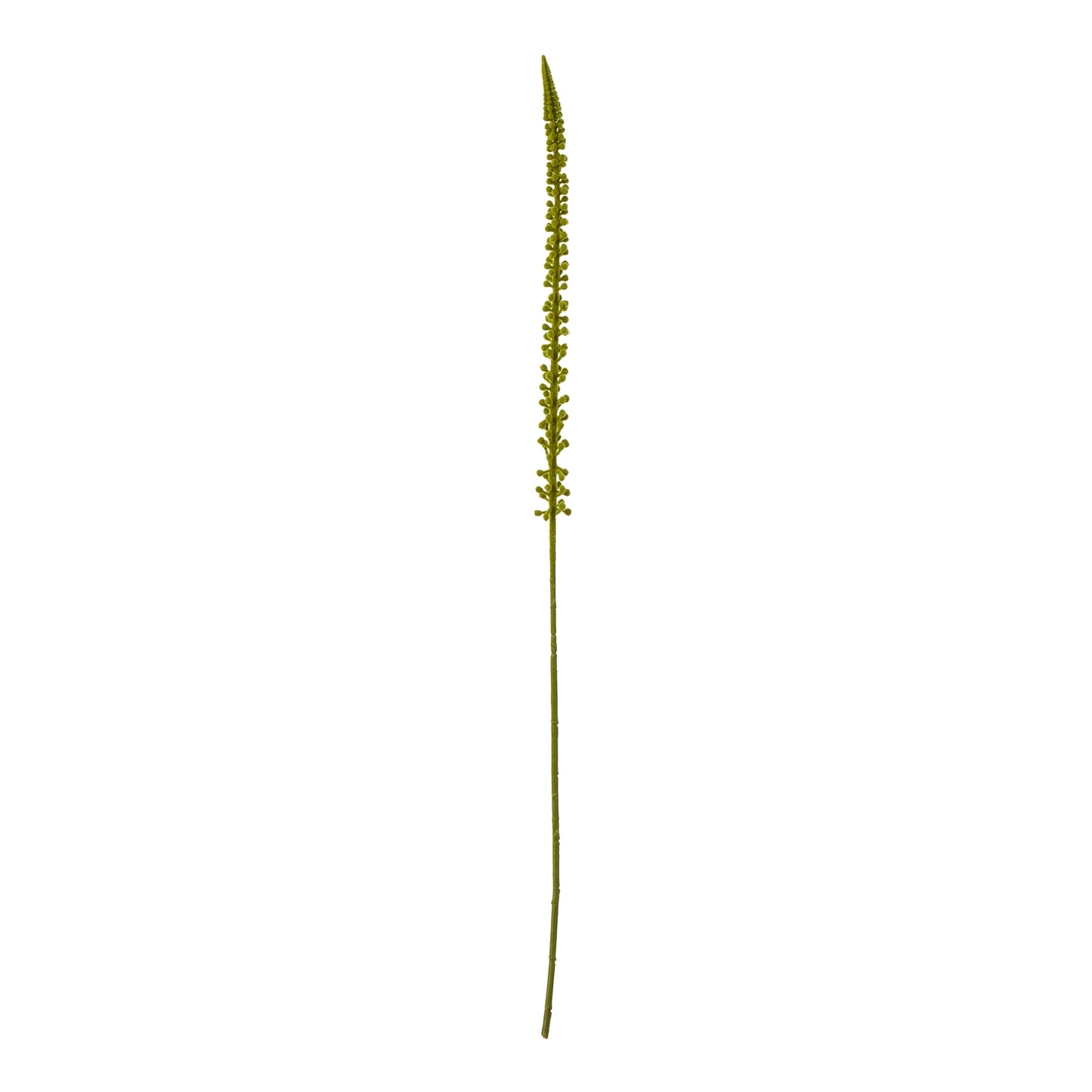 Green Eremurus Stem - Skandi London