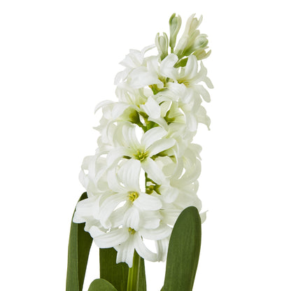 White Hyacinth Stem - Skandi London