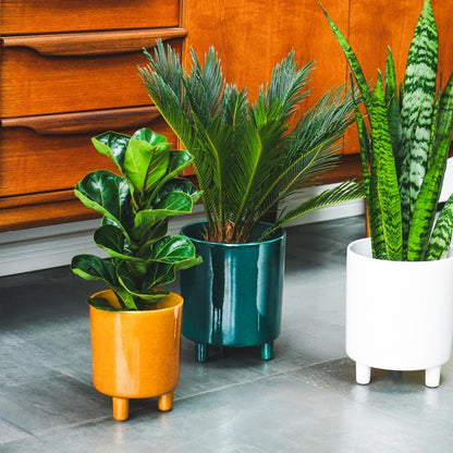 Pisa Mustard Planter H19Cm D16Cm - Skandi London