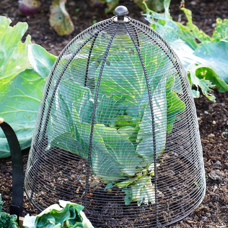 Outdoor Wired Plant Protector Zinc H55cm W47 - Skandi London