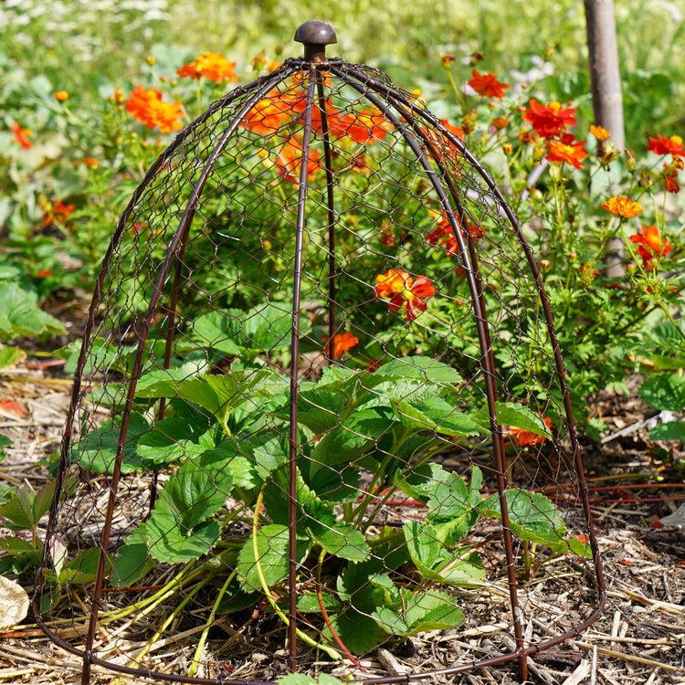 Outdoor Wire Netted Plant Protector Bronze H55cm W47 - Skandi London