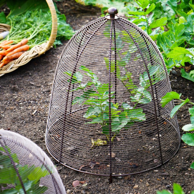 Outdoor Wired Plant Protector Bronze H55cm W47 - Skandi London
