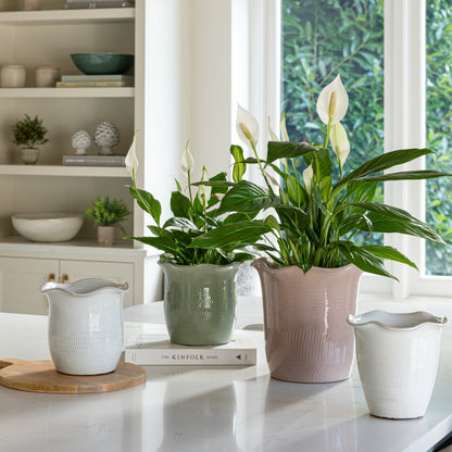 Camellia Blush Scalloped Edge Planter H25cm D26cm - Skandi London
