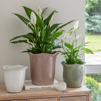 Camellia Sage Scalloped Edge Planter H25cm D26cm - Skandi London